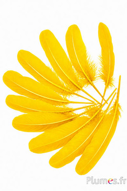 Gans - 15-21 cm - safran